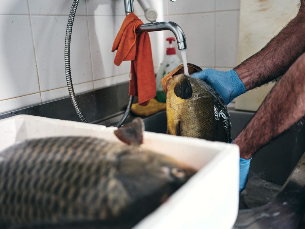 Alberto Rania el pescador laboratorio pesce di lago a riva del Garda foto Il Companatico pulizia pesce