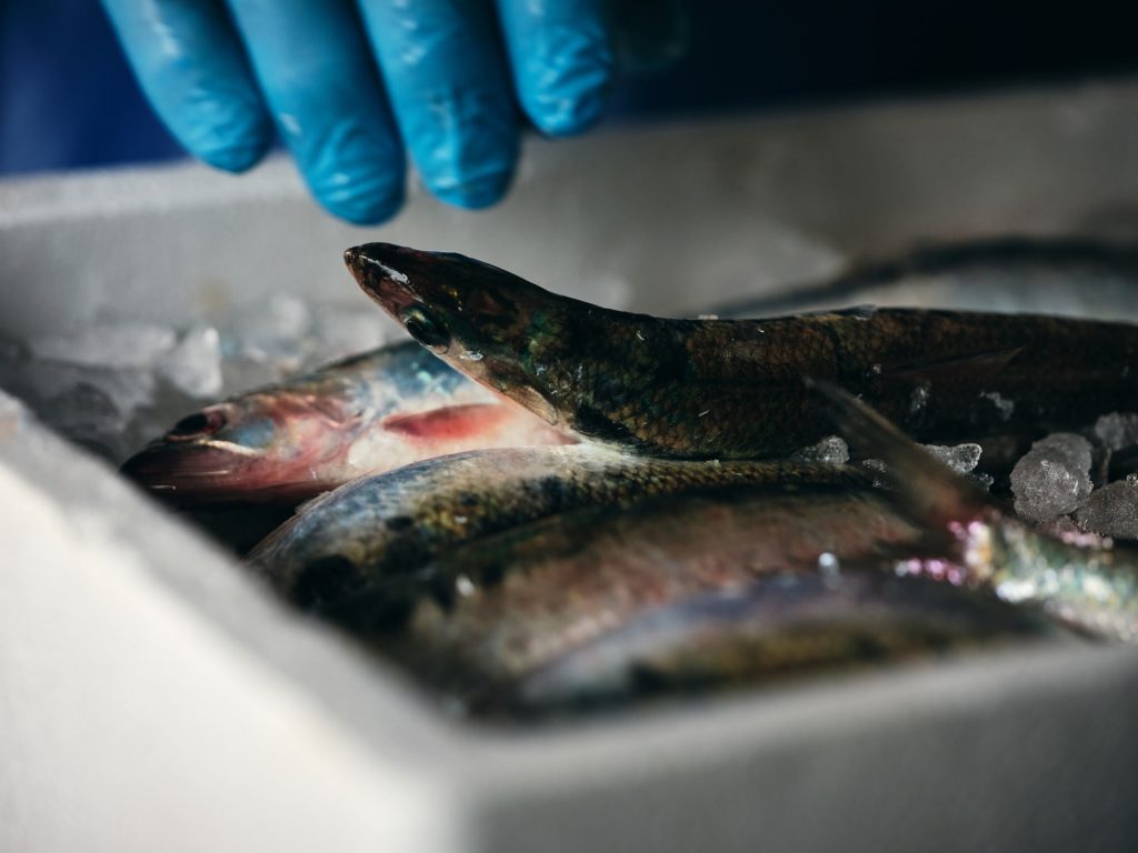Alberto Rania el pescador laboratorio pesce di lago a riva del Garda foto Il Companatico