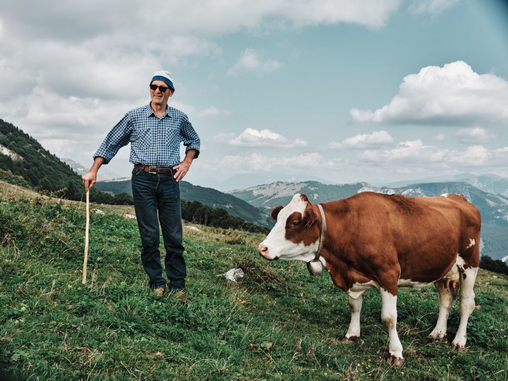 Trentingrana di alpeggio mucche sul monte Baldo Renzo Creazzi Malga Artilone | foto ilcompanatico.it